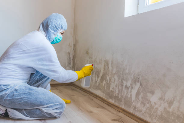 Best Mold Damage Restoration  in Aubrey, TX